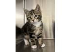 Adopt Kathy a Brown Tabby Domestic Shorthair / Mixed (short coat) cat in