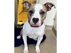 Adopt Peaches a American Pit Bull Terrier / Mixed dog in Tiffin, OH (38965143)