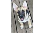 Adopt Rascal a Black - with Tan, Yellow or Fawn Shepherd (Unknown Type) / Mixed