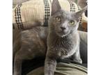 Adopt Olivia Benson a Gray or Blue Domestic Shorthair / Mixed cat in Temecula