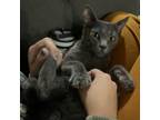 Adopt Elliot a Gray or Blue Domestic Shorthair / Mixed cat in Temecula