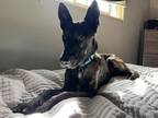Adopt Egon - Located in Texas a Black Dutch Shepherd / Mixed dog in Imlay City