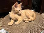Adopt Buffy a Orange or Red Tabby Domestic Shorthair / Mixed (short coat) cat in