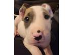 Adopt Desi a Tricolor (Tan/Brown & Black & White) Bull Terrier / Mixed dog in