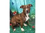 Adopt Cruze a Pit Bull Terrier, Mixed Breed