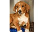 Adopt Baxter a Beagle, Mixed Breed