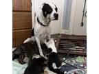 Adopt Starlene a Black Boxer / Mixed dog in Culpeper, VA (36941074)