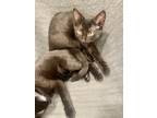 Adopt Dexter a All Black Domestic Shorthair / Mixed (short coat) cat in Surrey