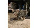 Adopt Cats of Narnia : Caspian a Gray, Blue or Silver Tabby Domestic Shorthair /
