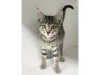 Adopt June Carter ~ Available at PetSmart Warsaw, IN! a Brown Tabby Domestic