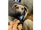 Adopt Walnut a Tan/Yellow/Fawn Mountain Cur dog in Amherst, NY (39033594)