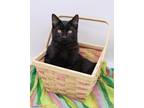 Adopt Col. Mustard a All Black Domestic Shorthair / Mixed cat in Muskegon