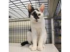 Adopt Emerson a Domestic Shorthair / Mixed (short coat) cat in Ewing