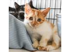 Adopt Ella a Domestic Shorthair / Mixed (short coat) cat in Ewing, NJ (38976540)