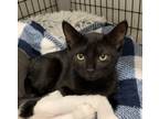 Adopt Elvira a Domestic Shorthair / Mixed (short coat) cat in Ewing