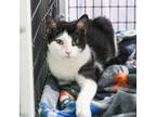 Adopt Stipple a Domestic Shorthair / Mixed (short coat) cat in Ewing