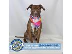 Adopt Ruby_2 a American Pit Bull Terrier / Labrador Retriever / Mixed dog in