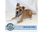 Adopt Raja a Tan/Yellow/Fawn Boxer / Mixed dog in Greenville, SC (38970578)