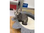 Adopt Rosita a Tortoiseshell Domestic Shorthair (short coat) cat in Parlier
