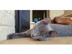 Adopt Loch a Gray or Blue Domestic Shorthair / Mixed (short coat) cat in