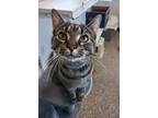 Adopt Otto a Domestic Shorthair / Mixed (short coat) cat in Fremont