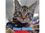 Adopt How Come a Domestic Shorthair / Mixed (short coat) cat in Ft.