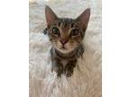 Adopt Pistachio a Brown Tabby Domestic Shorthair / Mixed (short coat) cat in DFW