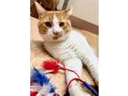 Adopt Turbo a Orange or Red (Mostly) Domestic Shorthair / Mixed (short coat) cat