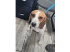 Adopt Bumper a Beagle