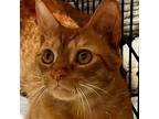 Adopt Leo a Domestic Shorthair / Mixed (short coat) cat in New York