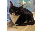 Adopt Pita Pocket a Domestic Shorthair / Mixed (short coat) cat in Fall River