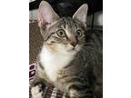 Adopt Checkers a Domestic Shorthair / Mixed (short coat) cat in Duncan