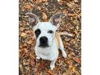 Adopt Alfred a Tan/Yellow/Fawn - with White Boxer / American Staffordshire