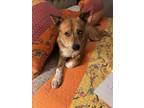 Adopt SIMBA a Australian Cattle Dog / Blue Heeler, Pit Bull Terrier