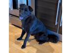 Adopt Rogan a Black Chow Chow / Labrador Retriever / Mixed dog in St.