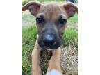 Adopt Wilma a Tan/Yellow/Fawn - with White Pit Bull Terrier / Mixed Breed