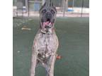 Adopt Chavo a Brindle Mixed Breed (Large) / Mixed dog in Riverside