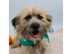 Adopt Asher a Tan/Yellow/Fawn Terrier (Unknown Type, Small) / Mixed dog in