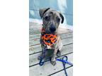 Adopt Buttons (23-137 D) a Brindle Mixed Breed (Medium) dog in Saint Johns