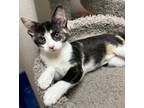 Adopt 7/3 - Neapolitan a Domestic Shorthair / Mixed (short coat) cat in