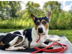 Adopt Jack~* a Jack Russell Terrier / Terrier (Unknown Type