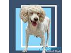 Adopt Padme a Red/Golden/Orange/Chestnut Poodle (Miniature) / Mixed dog in