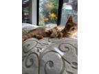 Adopt Bud - Bonded Pair a Orange or Red (Mostly) Domestic Shorthair / Mixed