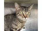 Adopt Coosa a Brown Tabby Domestic Shorthair / Mixed (short coat) cat in