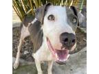 Adopt Charlize a Gray/Silver/Salt & Pepper - with Black American Pit Bull