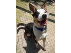 Adopt Kai a Collie, Mixed Breed