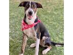 Adopt Easton a Brown/Chocolate Catahoula Leopard Dog / Mixed dog in