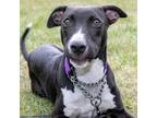 Adopt Damon a Black Mixed Breed (Medium) / Mixed dog in Wheeling, IL (39025463)