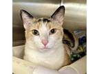 Adopt Maizy a Calico or Dilute Calico Domestic Shorthair / Mixed cat in Columbia