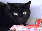 Adopt CRUSH a All Black Domestic Mediumhair / Mixed (medium coat) cat in Denver